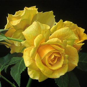 ROSAL AMARILLO