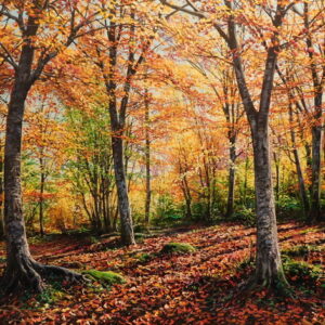 Tardor a la fageda de La Salut - Josep Maria Solà